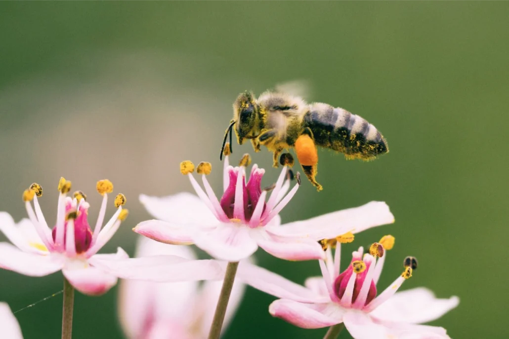 Biene landet auf einer Blüte